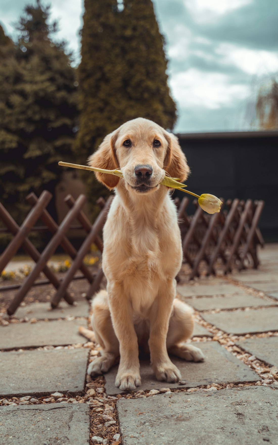 A golden retriever puppy sitting on a stone path, holding a tulip in its mouth